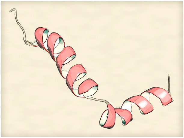 肽纤维
