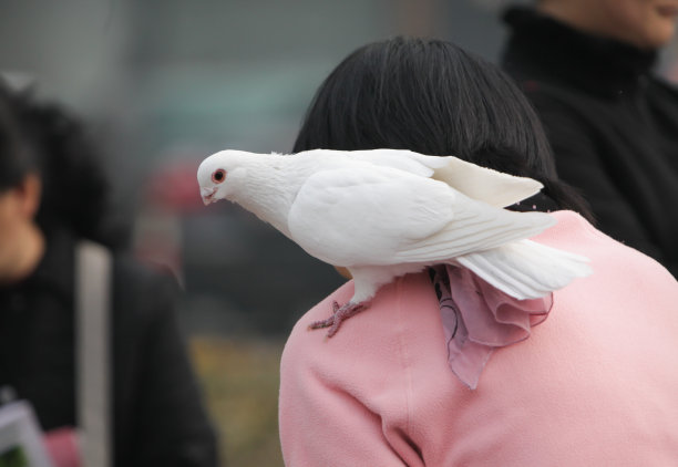 婚礼新人和白鸽