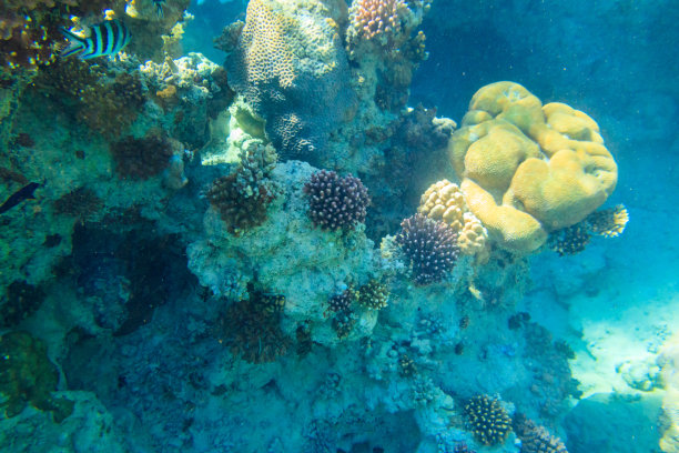 彩色海底热带鱼群风景