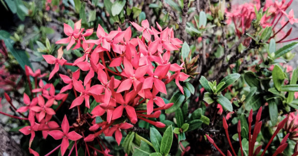 彩蝶与金鸡菊