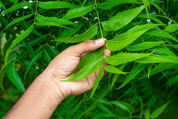 香草手牵手