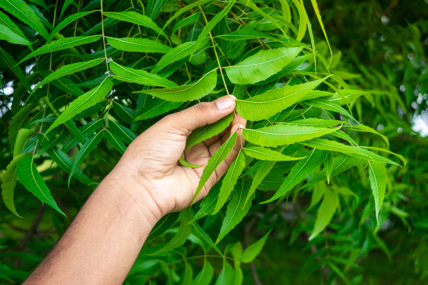 香草手牵手