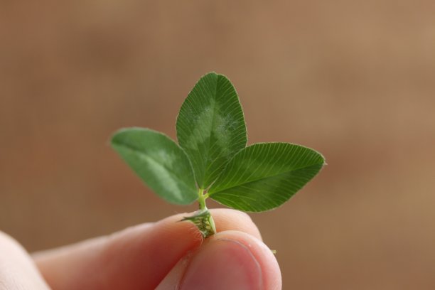 香草手牵手