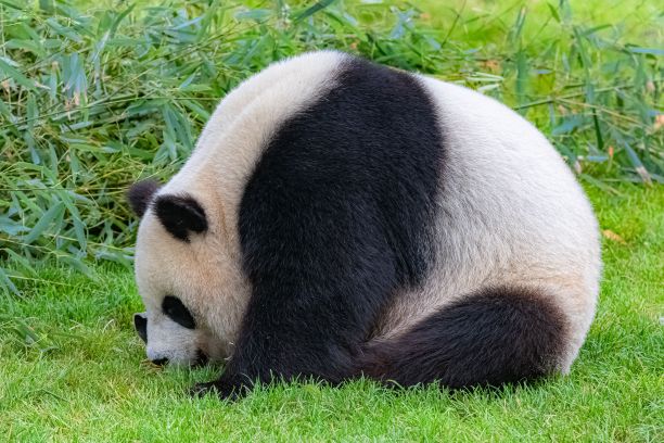 大熊猫母子