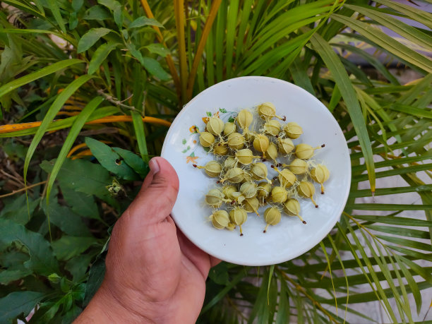 香草手牵手