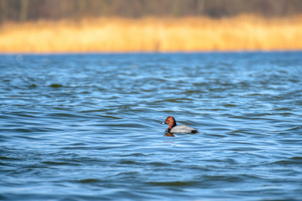 水边的红头潜鸭