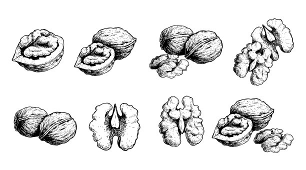 好多坚果 坚果插画