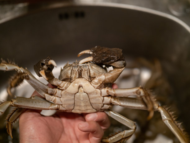 淡水蟹,东方食品,甲壳动物