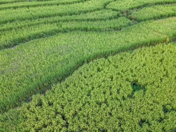 秋季稻田无人机航拍