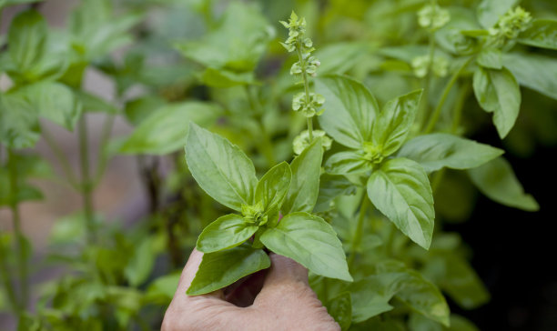 香草手牵手