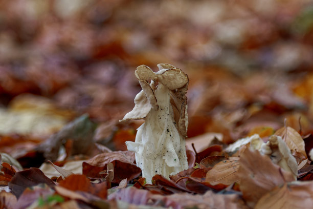 马鞍菌