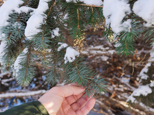 装饰圣诞树。白雪覆盖的树