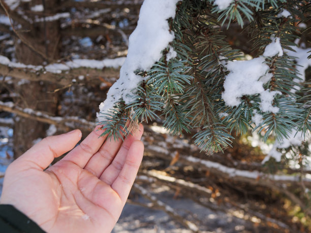 装饰圣诞树。白雪覆盖的树