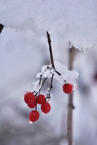 蝴蝶戏珠花