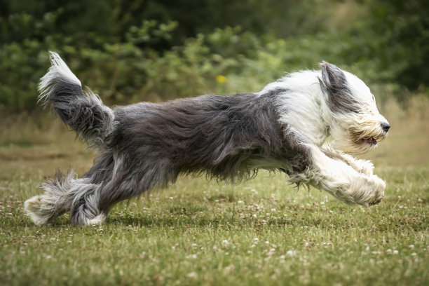 英国古代牧羊犬