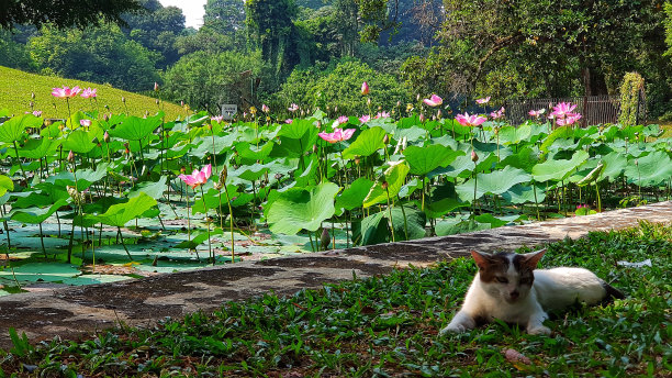 荷花和猫