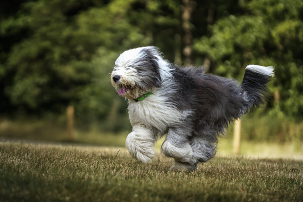 英国古代牧羊犬