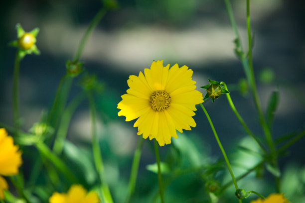 彩蝶与金鸡菊