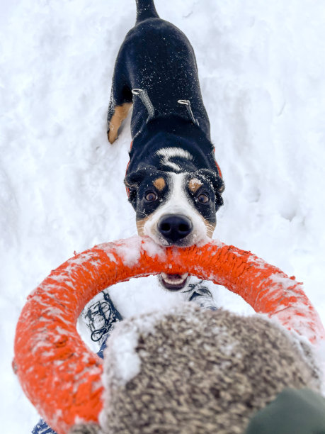 玩雪圈