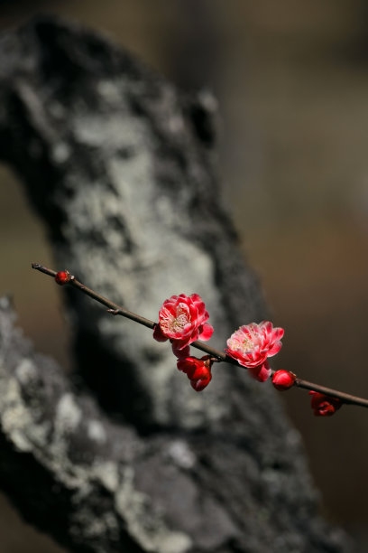 春夏秋冬水墨