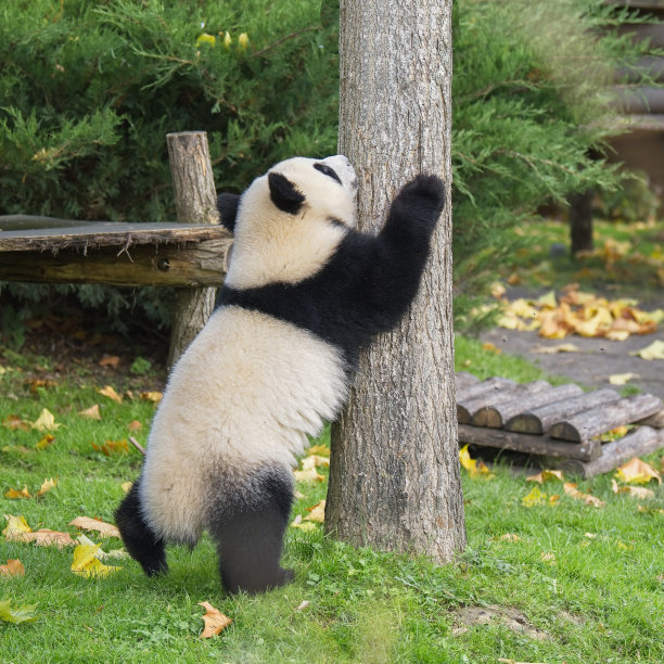 大熊猫与竹林