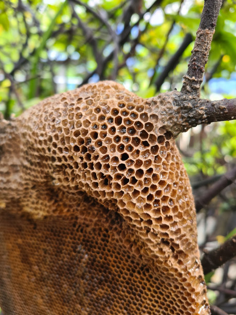 树洞蜂蜜
