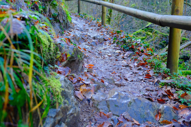 山涧小路,森林山路