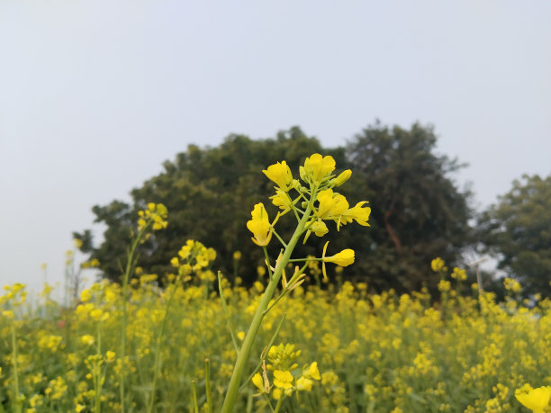 油菜花节节高