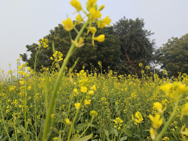 油菜花节节高