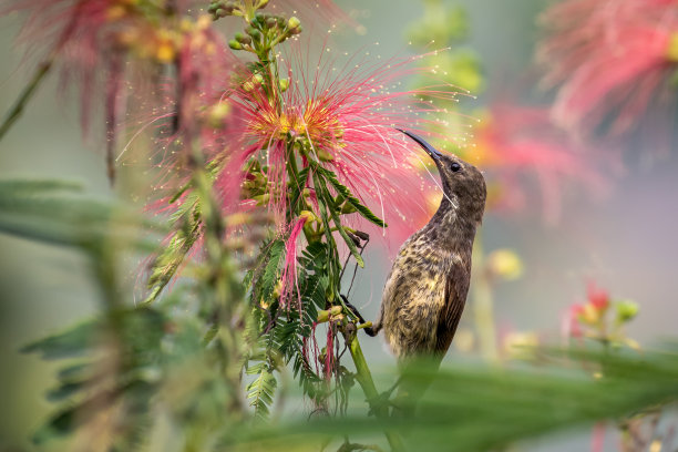 非洲芙蓉花