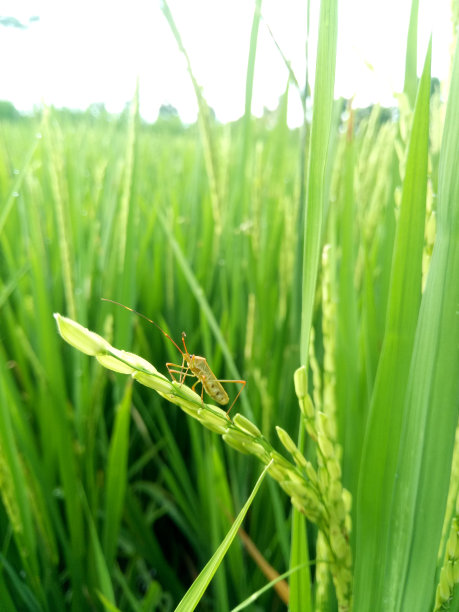 水稻防虫