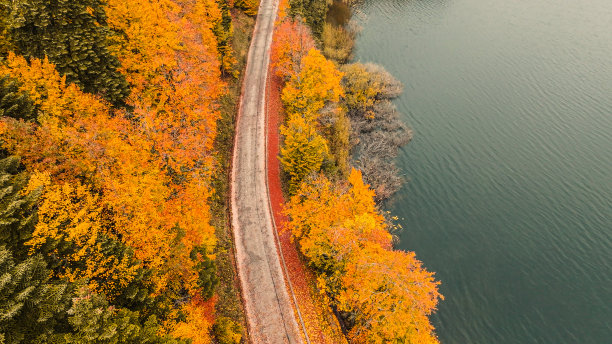 雾色林中道路