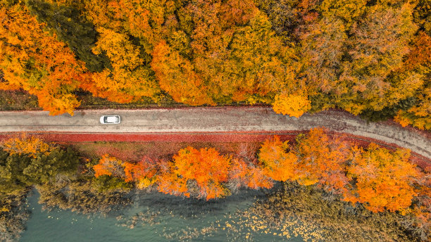 雾色林中道路