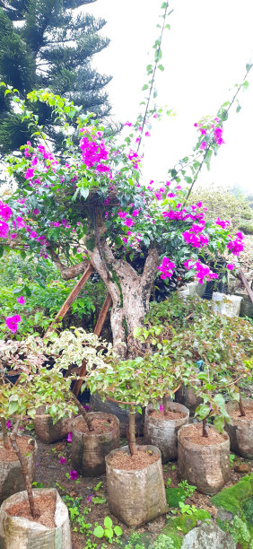 三角梅老树盆景