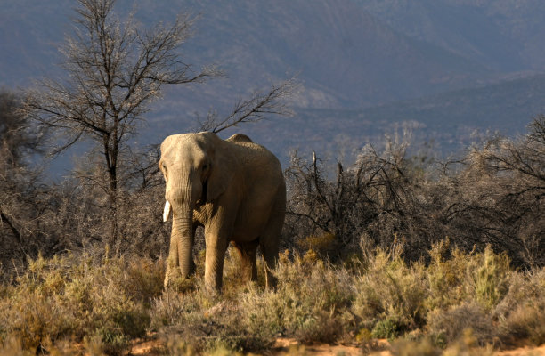 南非的犀牛