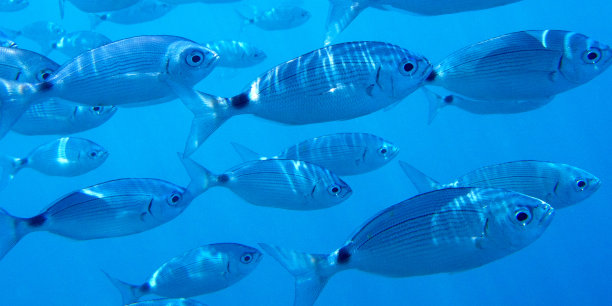 保护动物保护鱼群