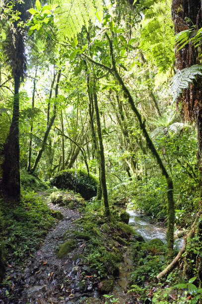 小溪与彩林