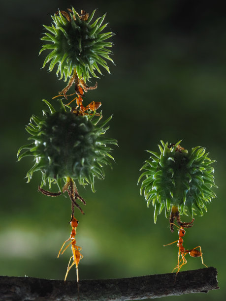 拼花小石块