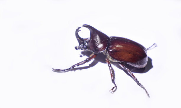 鹿角锹虫,圣甲虫,甲虫