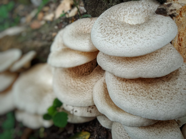 高清抽象蘑菇云壁纸
