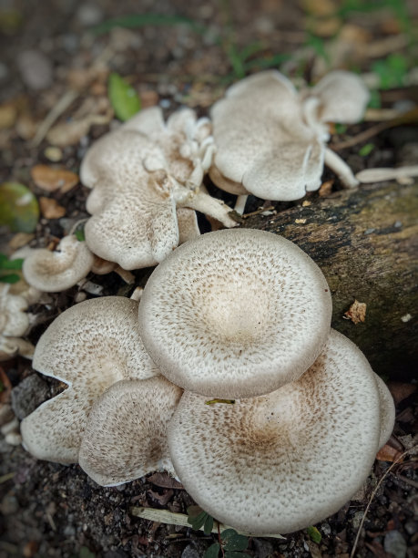 高清抽象蘑菇云壁纸