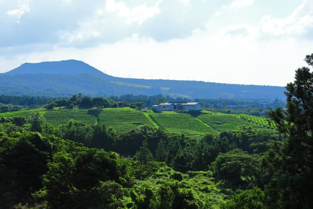 乡村,小径,湿地