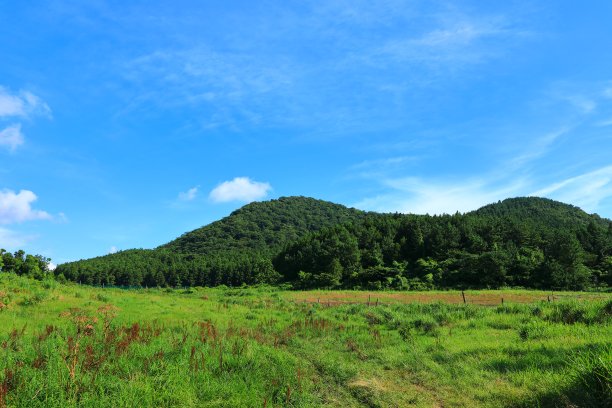 乡村,小径,湿地