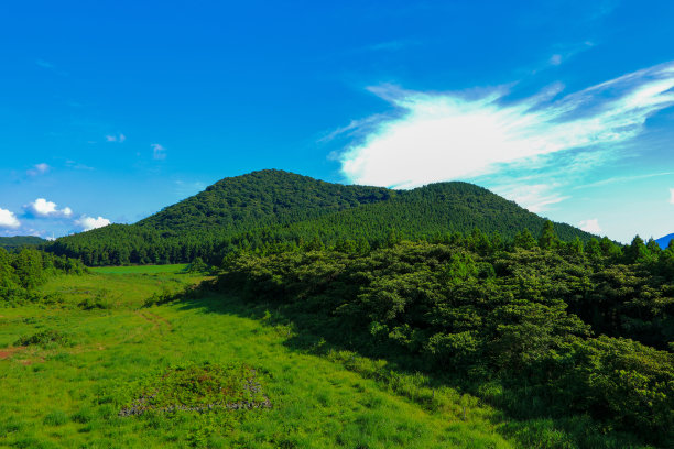 乡村,小径,湿地