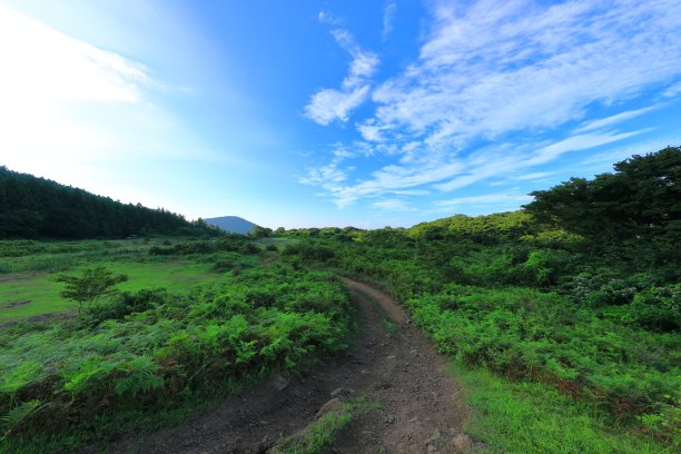 乡村,小径,湿地