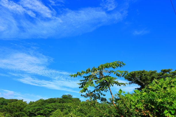 乡村,小径,湿地