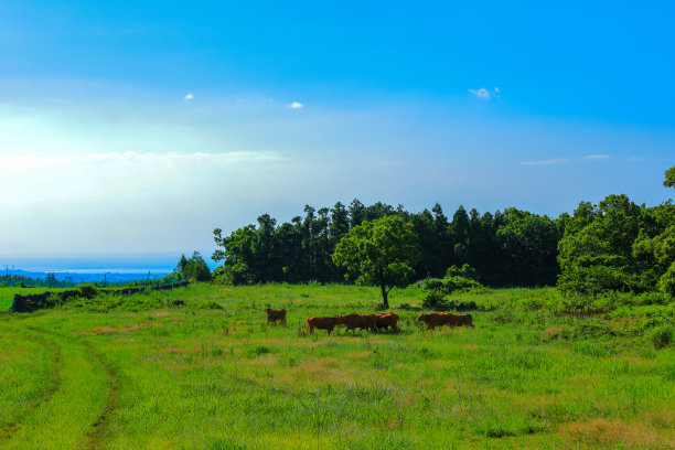 乡村,小径,湿地