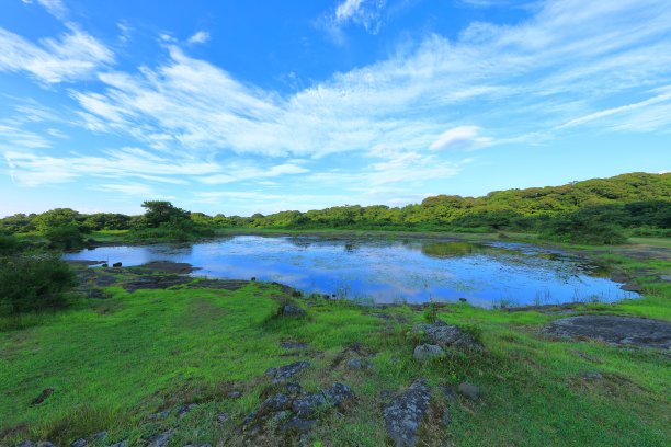 乡村,小径,湿地