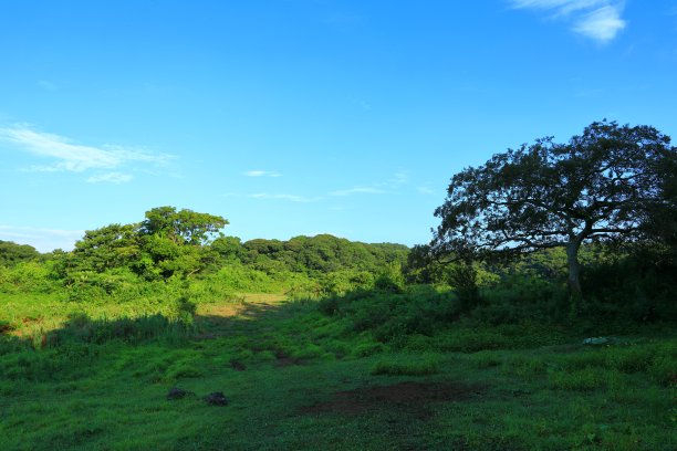 乡村,小径,湿地