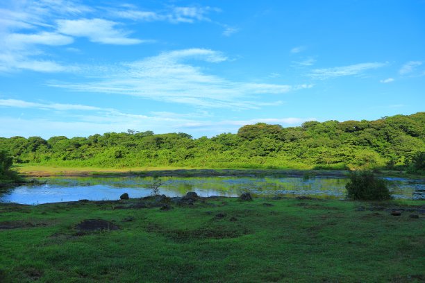 乡村,小径,湿地